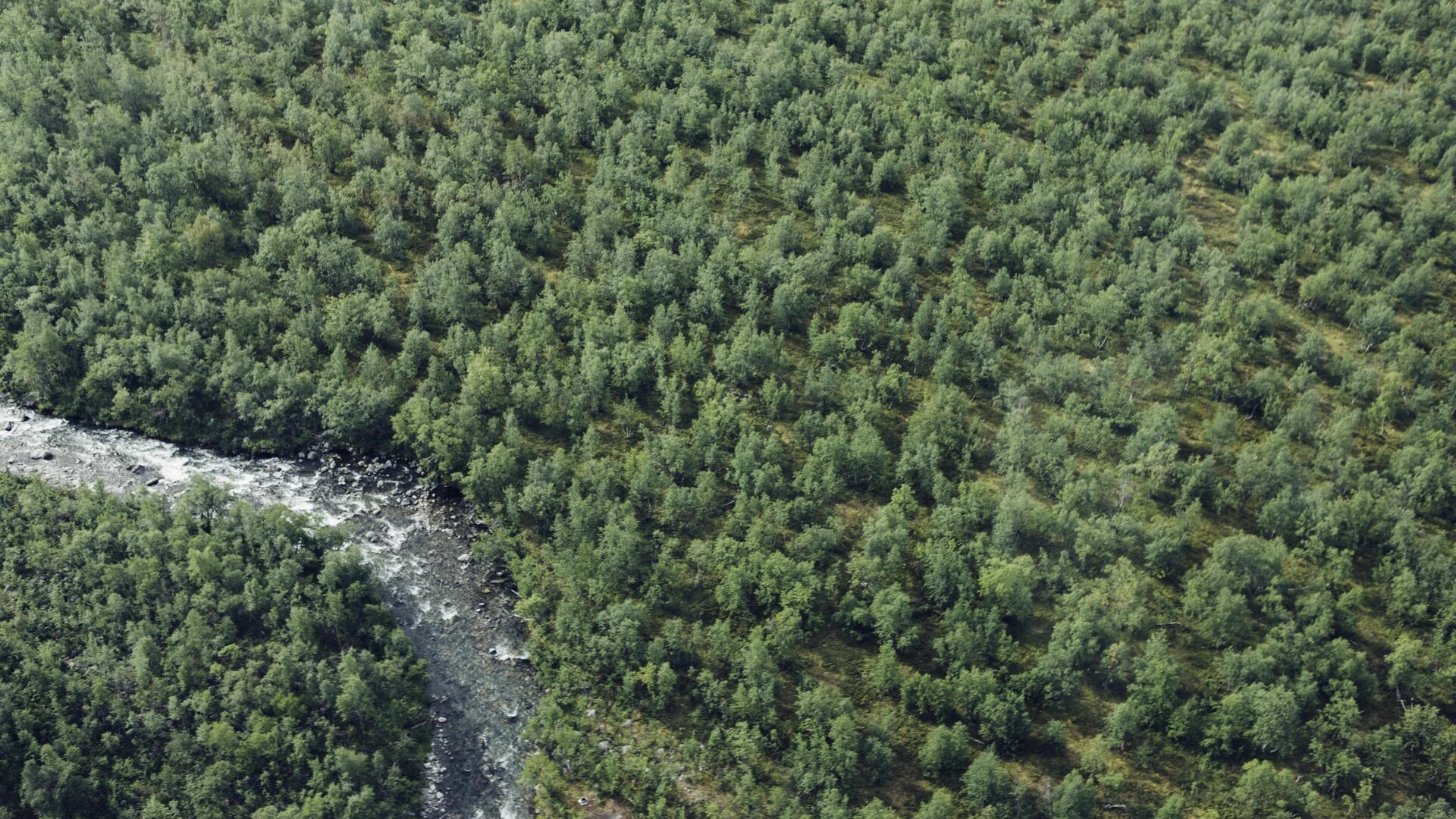 Aerial view of river and forest